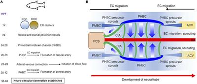 Established, New and Emerging Concepts in Brain Vascular Development